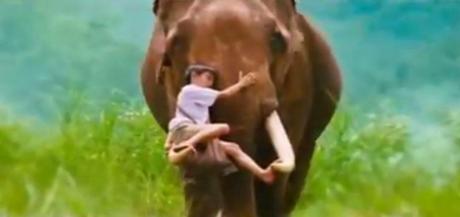 Thaïlande Love elephant [HD]