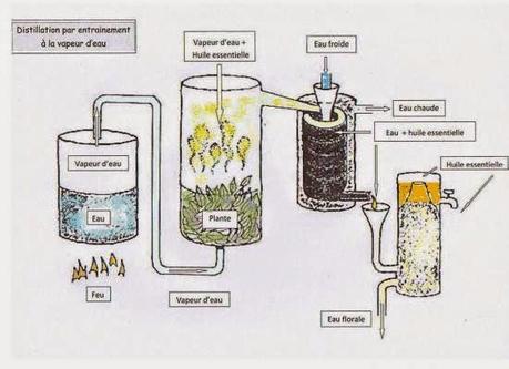 Les eaux florales, comment bien les choisir ? Les eaux florales, comment bien les choisir ?