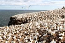 Canada : l’île Bonaventure, paradis des Fous de Bassan Canada : l’île Bonaventure, paradis des Fous de Bassan