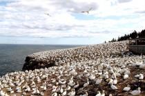Canada : l’île Bonaventure, paradis des Fous de Bassan Canada : l’île Bonaventure, paradis des Fous de Bassan