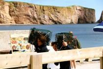 Canada : l’île Bonaventure, paradis des Fous de Bassan Canada : l’île Bonaventure, paradis des Fous de Bassan