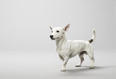 WOOF! Une exposition qui a du chien Pablo-Axpe6