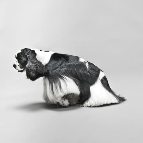 WOOF! Une exposition qui a du chien Pablo-Axpe