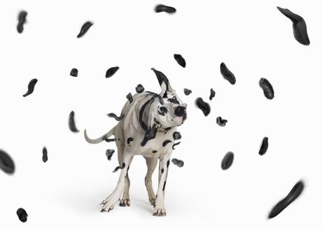 WOOF! Une exposition qui a du chien Pablo-Axpe3