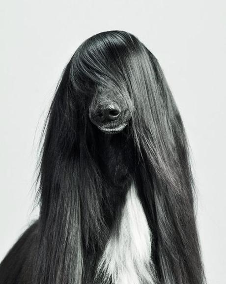 WOOF! Une exposition qui a du chien Pablo-Axpe10