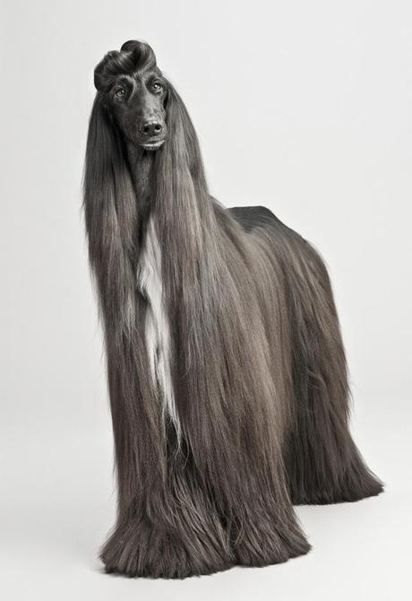 WOOF! Une exposition qui a du chien Pablo-Axpe4