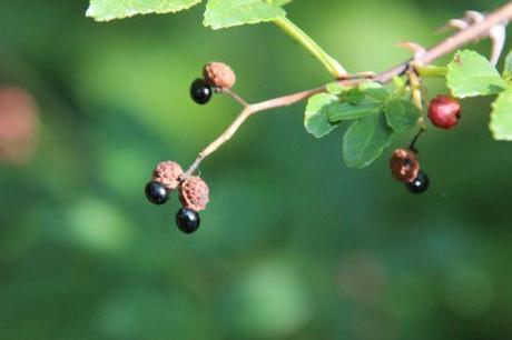 1 zanthoxylum piperitum romi 7 sept 2014 001 (2).jpg