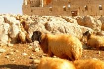 La Syrie, huit mois avant le chaos La Syrie, huit mois avant le chaos