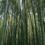 Bambouseraie d'Arashiyama