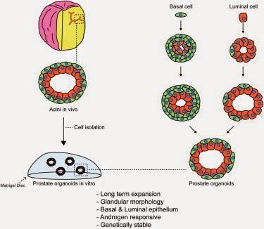 Identification de cellules progénitrices luminales multipotentes dans des cultures d’organoïde de prostate humaine