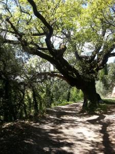 Arbres d’Ampus (suite) A54 044