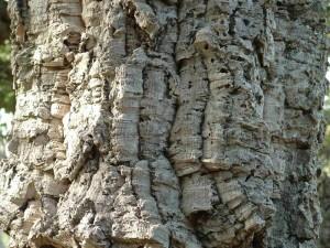 Arbres d’Ampus (suite) A54 6982973