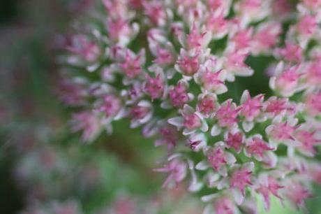 11 sedum veneux 12 sept 2014 016 (2).jpg