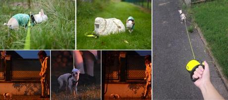 Balade nocturne lumineuse avec flexi neon Balade nocturne lumineuse avec Flexi Neon