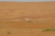 Oman, le trésor caché du Moyen-Orient Oman, le trésor caché du Moyen-Orient