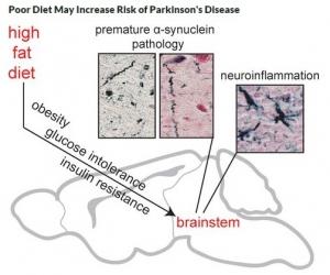 PARKINSON: Une alimentation riche en graisses accélère l'apparition de la maladie – Journal of Neurochemistry