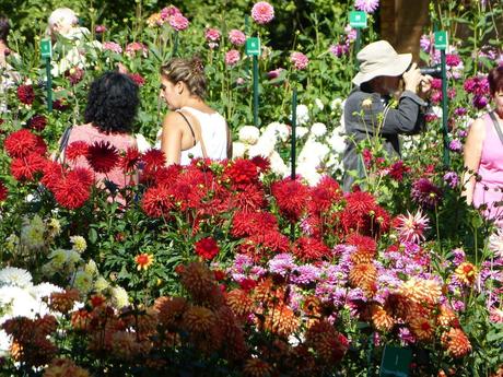 Doux Délire De Délicieux Dahlias du Parc Floral....en ce moment et c'est aussi gratuit !