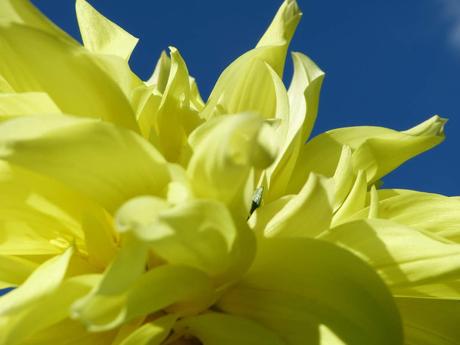 Doux Délire De Délicieux Dahlias du Parc Floral....en ce moment et c'est aussi gratuit !