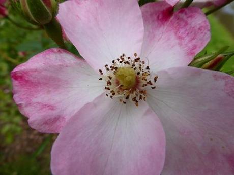 Apremont, le pouvoir des fleurs