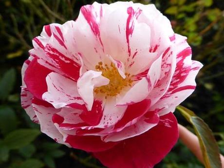 Apremont, le pouvoir des fleurs