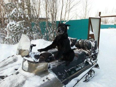 Hey Manu descend! à quand un chien vigneron?