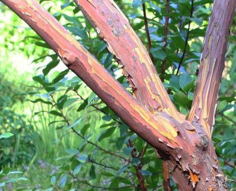 arbutus andrachnoides branches 16 septembre 093.jpg