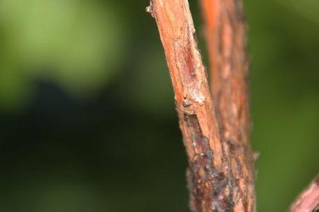 8 arbutus andrachnoides 18 sept 2014 001 (9).jpg
