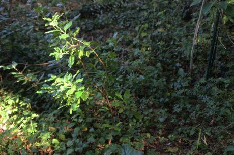 1 arbutus andrachnoides veneux 14 sept 2014 001 (9).jpg