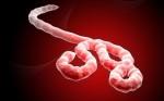 ébola, transmission, protections, modes de transmission, virus