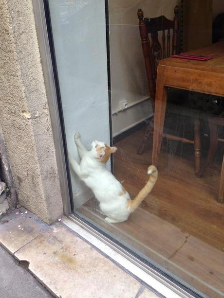 Un Brunch au Café des Chats Bastille