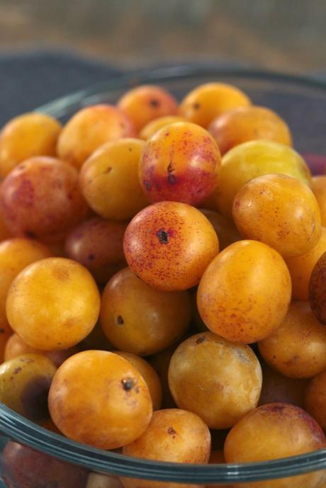 Financier aux pistaches compotée de mirabelles crème légère à la vanille Financier aux pistaches compotée de mirabelles crème légère à la vanille