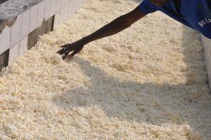 De la source d’Ibi, au Puits de Carbone Micro cossettes dans le bassin de décantation.
