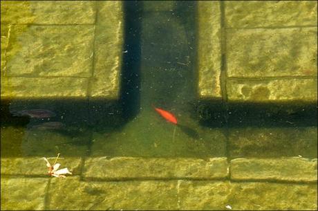 Jardins de la Fontaine, poissons rouges, cyprins dorés, carpes