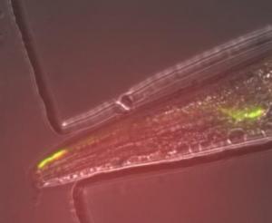 NEURO: Mettre en lumière notre activité cérébrale – PNAS et Nature Communications NEURO: Mettre en lumière notre activité cérébrale – PNAS et Nature Communications