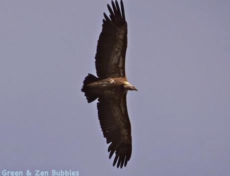 Les vautours fauves du Verdon