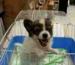 Un chiot qui couine bizarrement vidéo chiot chien parle cri couinement