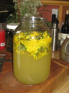 Limonade aux pissenlits dandelion_lemonade