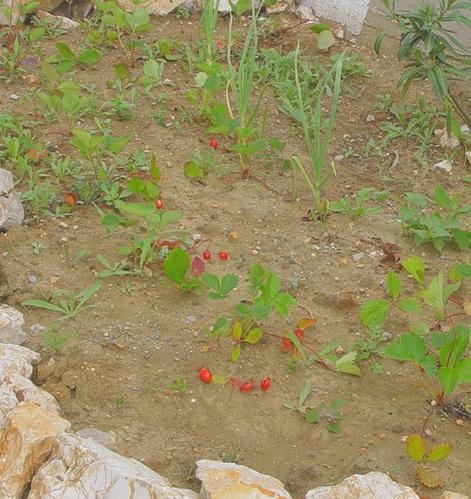 101 trucs en 1001 jours : N°4 faire un potager 101 trucs en 1001 jours : N°4 faire un potager
