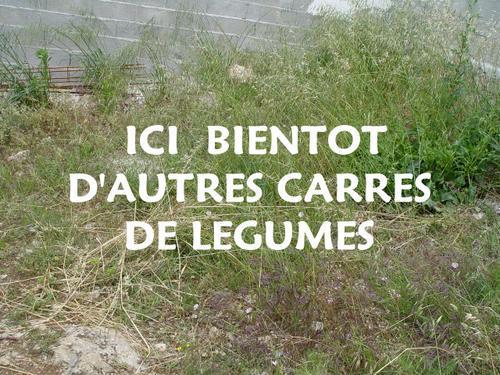 101 trucs en 1001 jours : N°4 faire un potager 101 trucs en 1001 jours : N°4 faire un potager