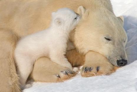 une maman Ours