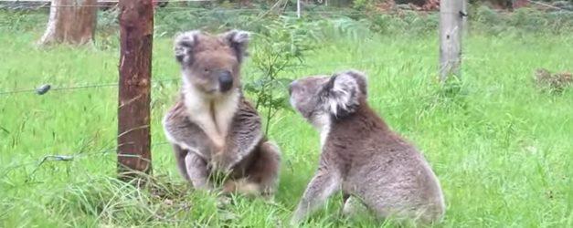 koalas-fighting