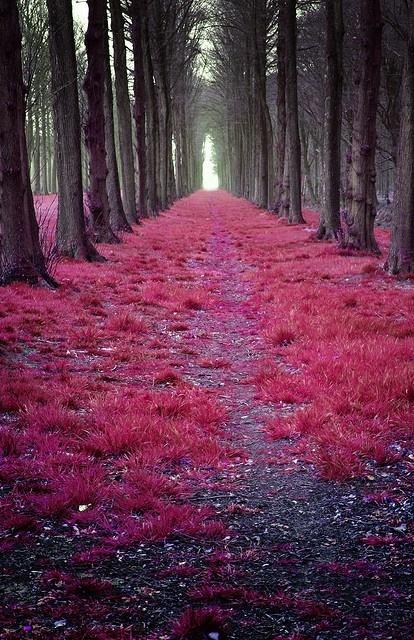 Mystic forest in the Netherlands