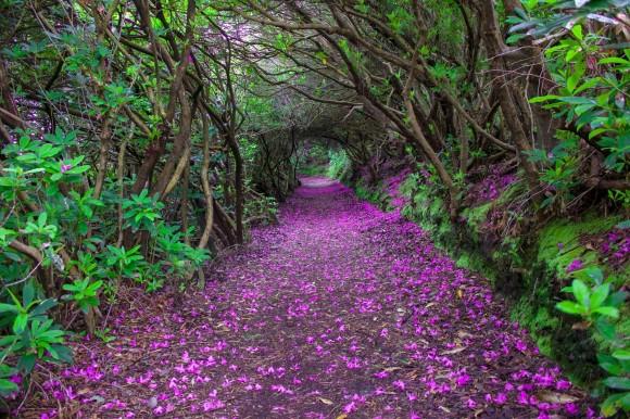 Rhododendron Tunnel in Reenagross Park, Kenmare Ireland