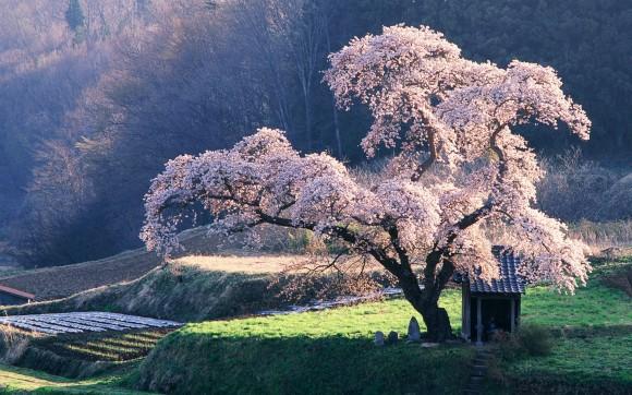 —@ (Cherry Tree, Japan)