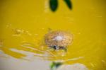 Morikami : un petit bout de Japon au milieu de la Floride Morikami : un petit bout de Japon au milieu de la Floride