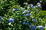 Morikami : un petit bout de Japon au milieu de la Floride Morikami : un petit bout de Japon au milieu de la Floride