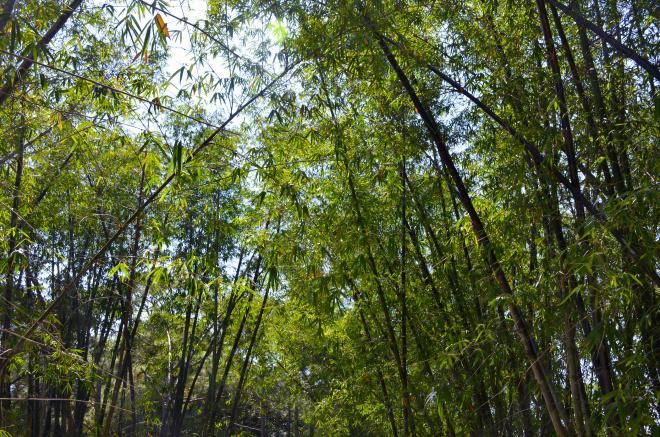 Morikami : un petit bout de Japon au milieu de la Floride morikami6