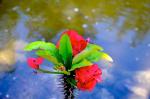 Morikami : un petit bout de Japon au milieu de la Floride Morikami : un petit bout de Japon au milieu de la Floride
