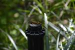 Morikami : un petit bout de Japon au milieu de la Floride Morikami : un petit bout de Japon au milieu de la Floride