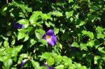 Morikami : un petit bout de Japon au milieu de la Floride Morikami : un petit bout de Japon au milieu de la Floride